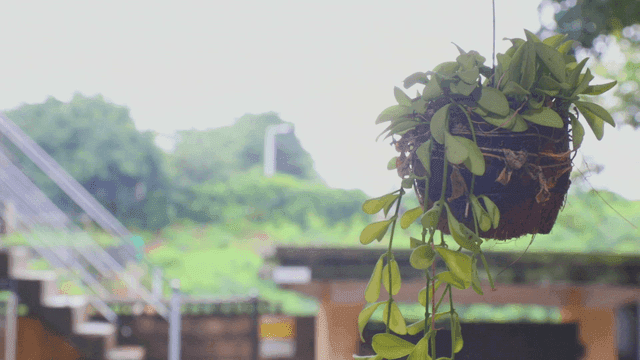 푸른 잎이 무성한 걸이식물