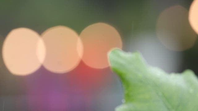 비가 오는 날 물에 젖은 초록색 나뭇잎