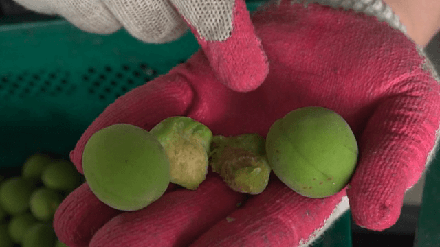 장갑 낀 손에 들린 청매실