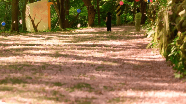 Cherry blossom petals falling on a forest path