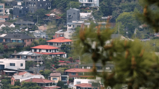 Residential area landscape and pine trees