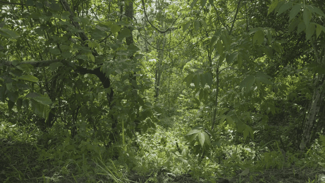 Lush green forest with dense foliage