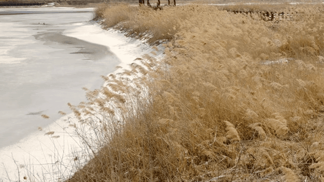 강둑에 마른 갈대가 있는 얼어붙은 강
