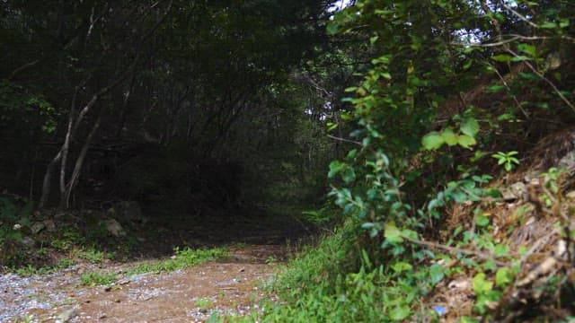 나무가 우거진 삼림 사이 고요한 길