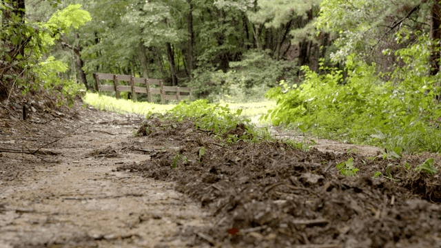 Tranquil scenery of green forest path
