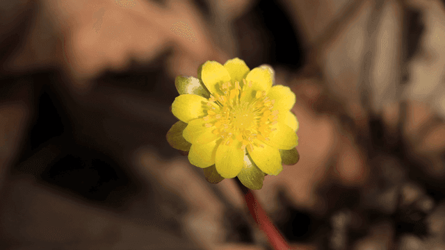 Vivid yellow wildflowers