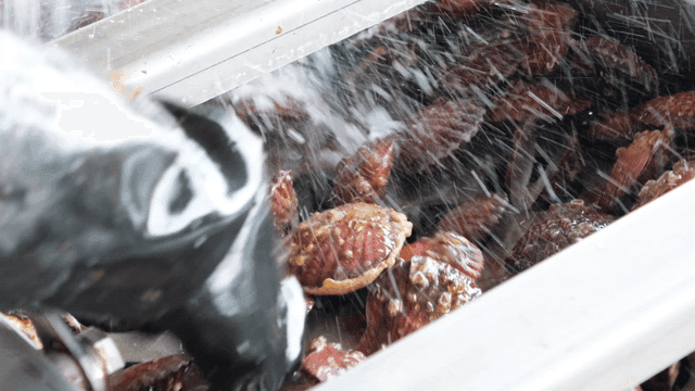 Cleaning fresh scallops with water