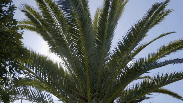 Tall palm tree under a clear sky