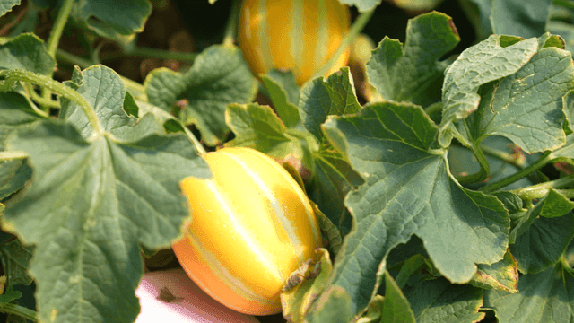 Yellow Korean melons growing among green leaves