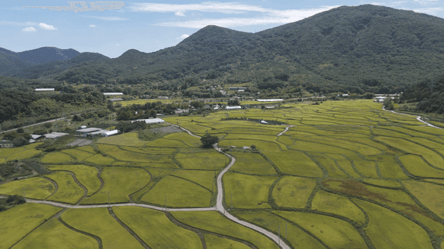 Expansive rice fields with mountain backdrop