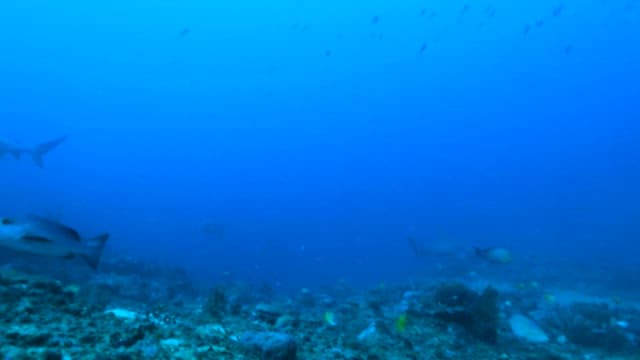 Sharks and Fish Swimming in Blue Ocean Depths