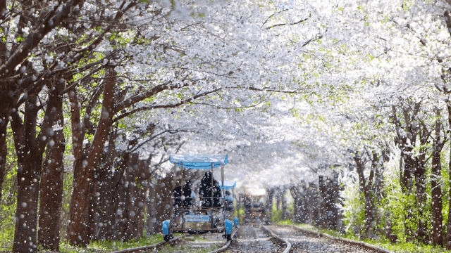 Beautiful rail bikes with cherry blossoms