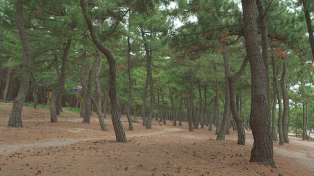 Peaceful Pine Forest Pathway with Distant Car Road