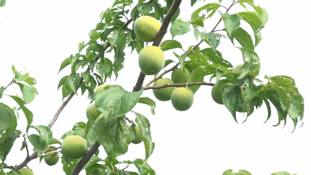 나뭇가지에 매달린 푸른 매실