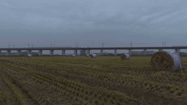 Purple hay bales in a field near a bridge