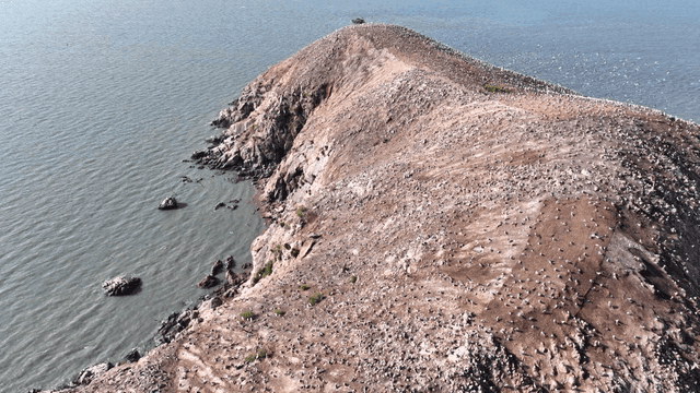 Coastal cliff with resting seabird