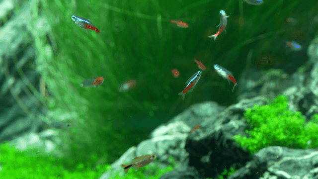 Colorful fish swimming in a lush aquarium