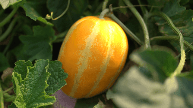 Yellow Korean melons ripe between green leaves