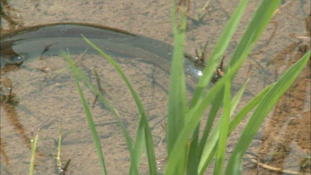 Albino swamp eel living in its natural freshwater habitat