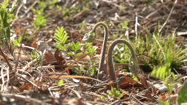 Young ferns sprouting in a forest
