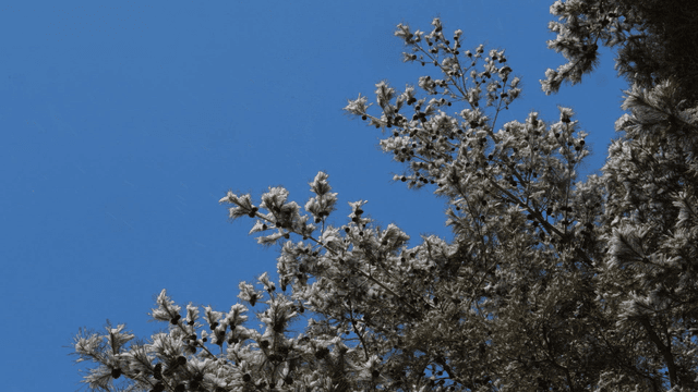 Snow-covered pine trees against a clear blue sky