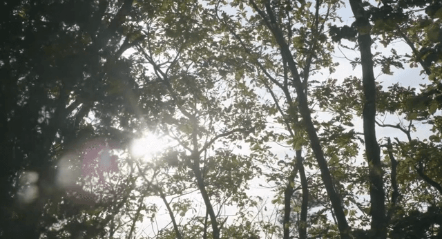 숲 속 나무 사이로 비치는 햇빛