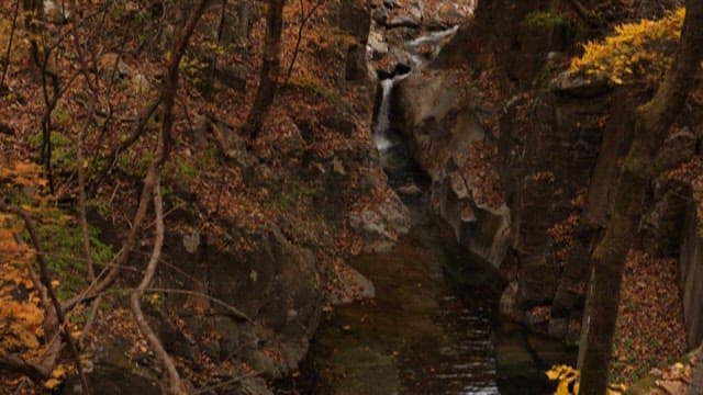 Autumn leaves and stream in a forest