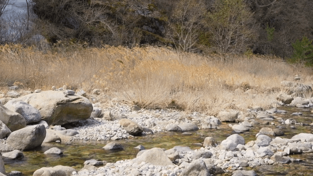 바위와 갈대로 둘러싸인 고요한 강