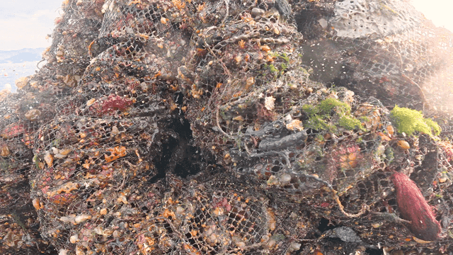 Seashore shellfish farming net