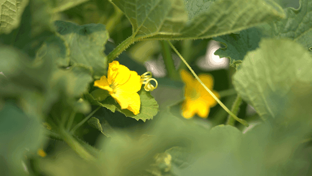 Yellow pumpkin flowers blooming among green leaves