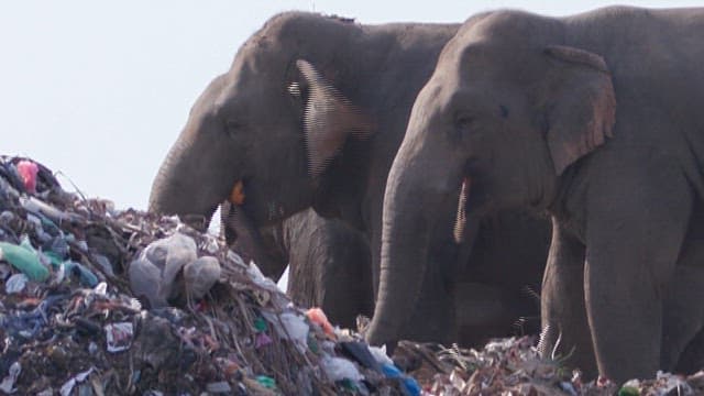 Elephants eating trash at a landfill