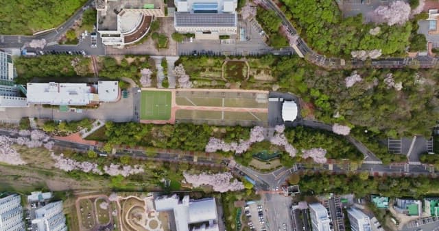 View of a campus with cherry blossoms