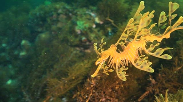 Leafy Seadragon Swimming Through Seaweed