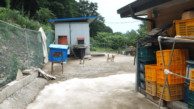 강아지들이 묶여 있는 시골집 앞마당