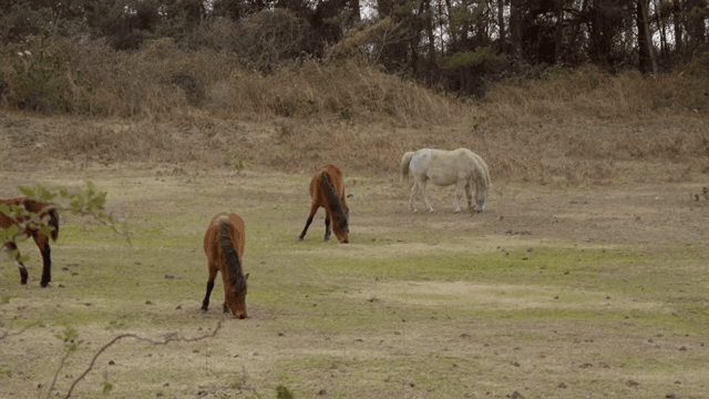 풀밭에서 풀을 뜯는 말들