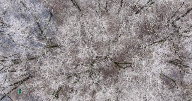 서리 낀 나무들이 늘어선 메마른 겨울 숲