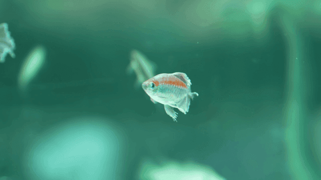 Colorful tropical fish swimming in aquarium