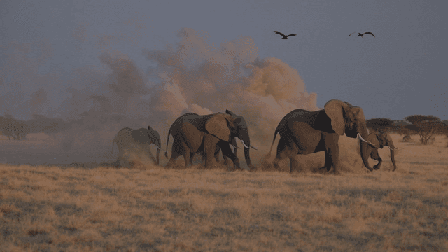 먼지 나는 사바나를 걷는 코끼리들