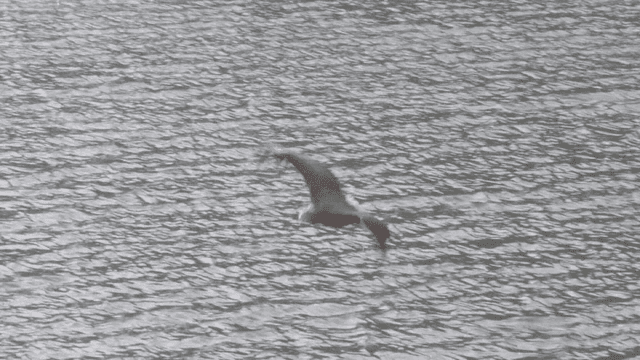 Eagle flying over a calm water surface