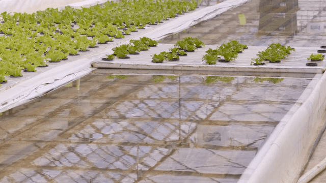 Hydroponic lettuce growing in a greenhouse
