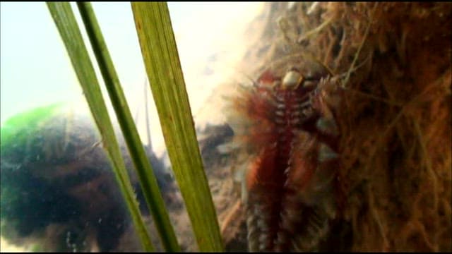 자연 서식지의 강바닥에 있는 투구새우