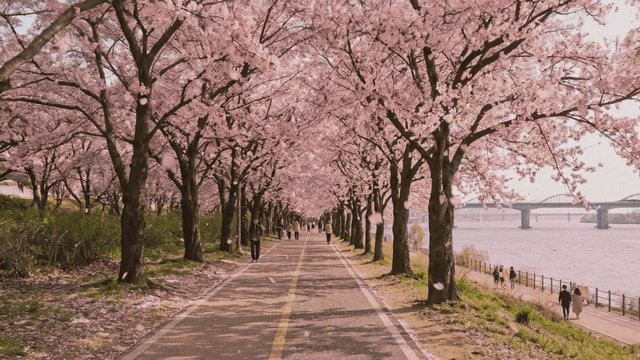 Cherry blossom trees lining a riverside path
