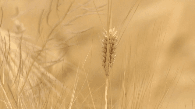 Golden wheat swaying in the breeze
