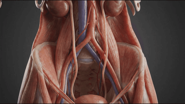 3D Human Anatomical Structure of Pelvic Region
