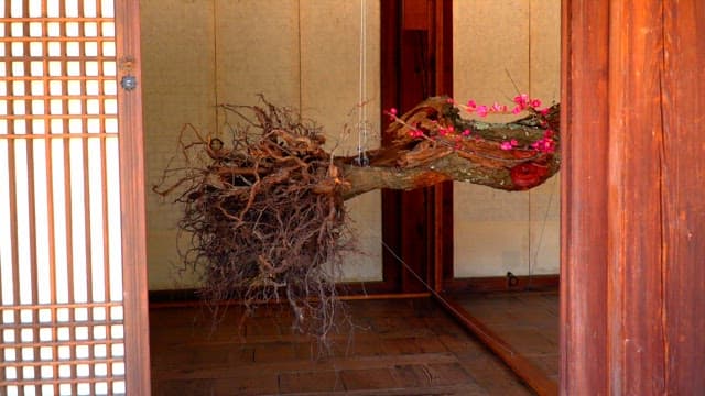 흐드러지는 분홍 매화 가지 장식이 있는 한옥