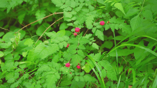 빨간 열매가 있는 녹색 잎사귀