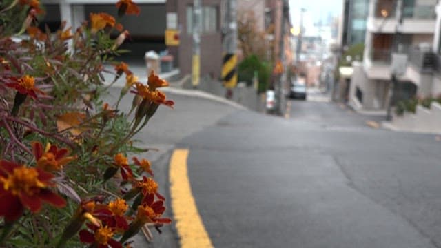 조용한 주택가 골목 풍경