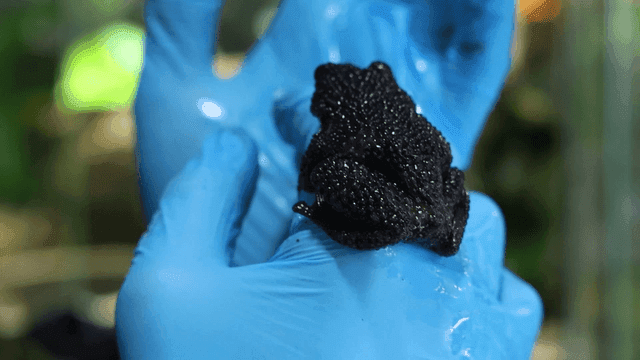 Black frog held in hand wearing blue glove