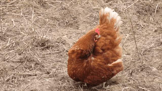 A brown chicken on dry grass