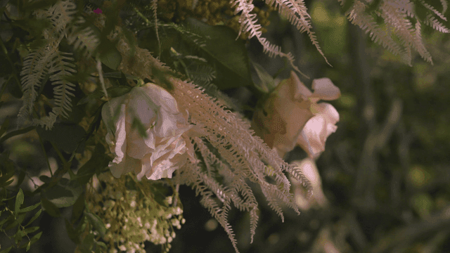 Delicate pink roses surrounded by foliage